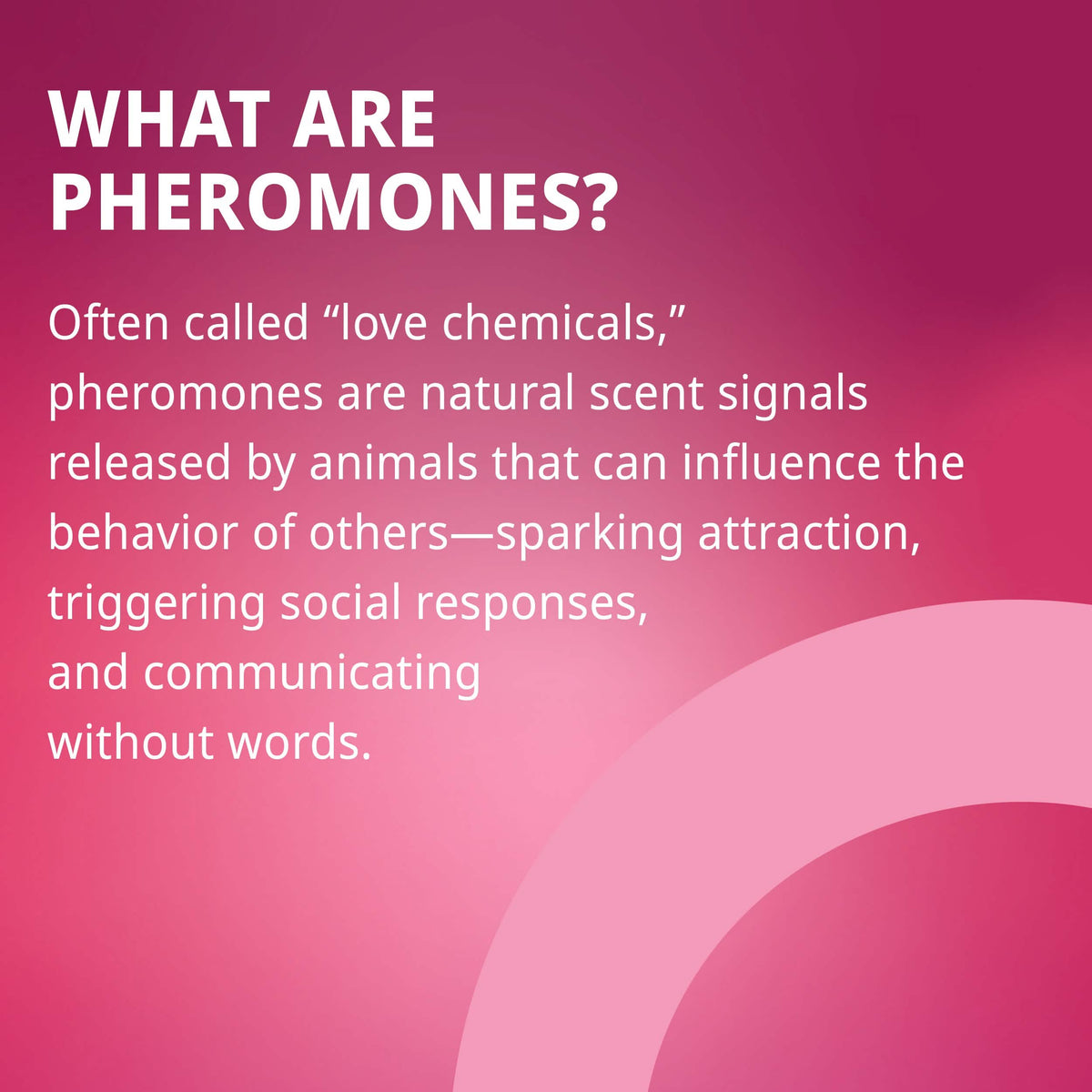 Pheromone Inspired Perfume Oil – Amber Gourmand