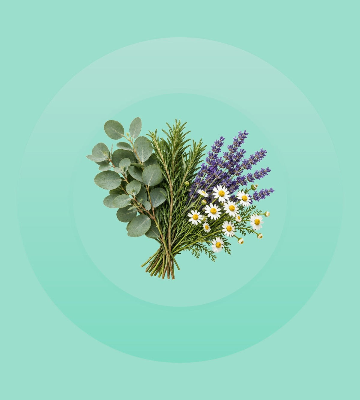 Eucalyptus, Rosemary, Lavender & Chamomile