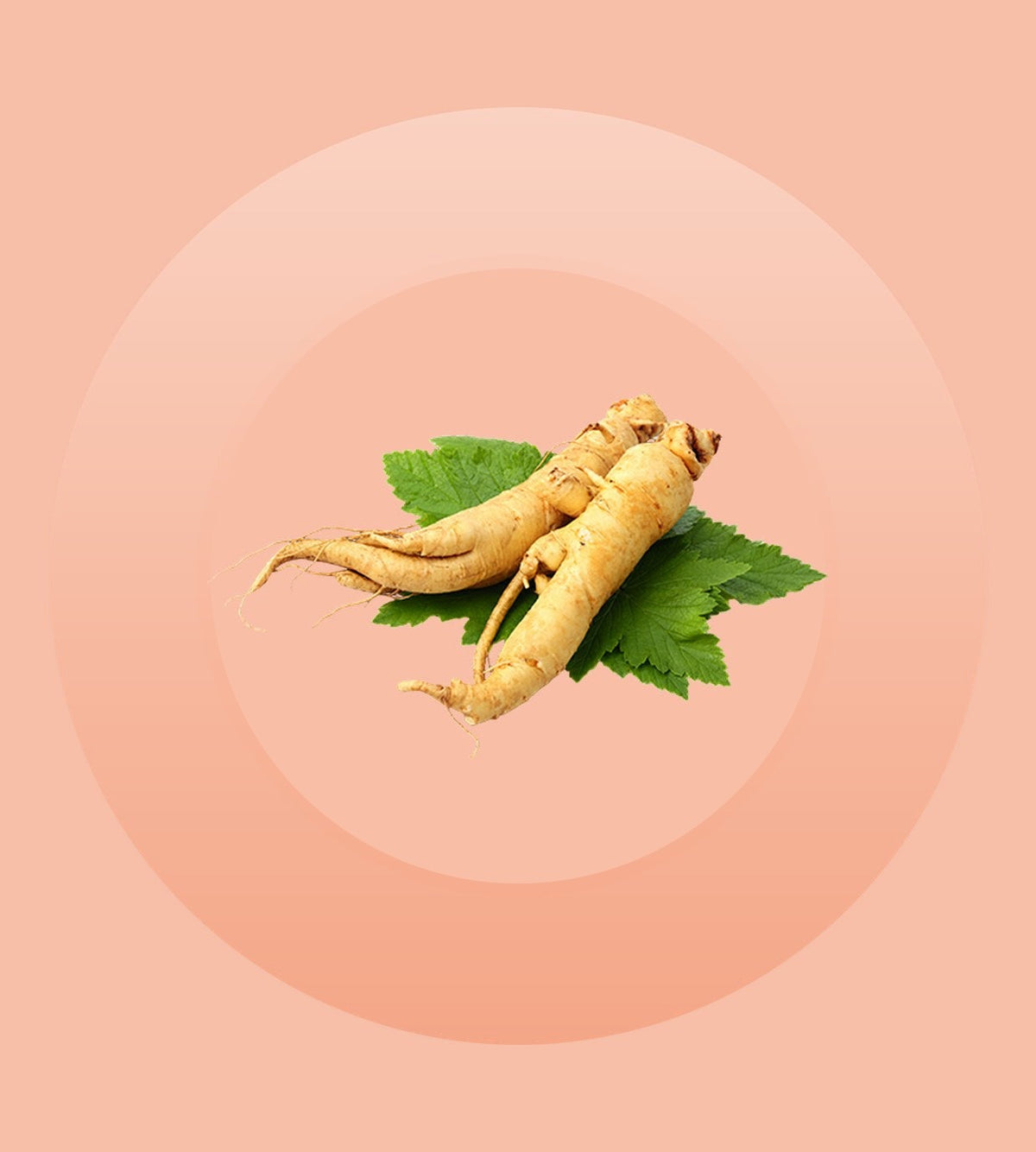 Ginseng