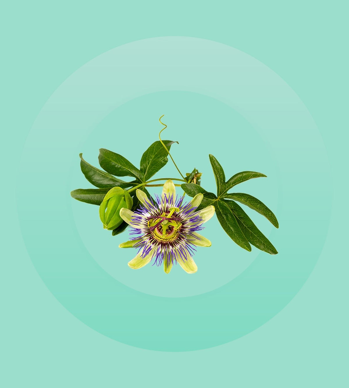 Passion Flower Extract