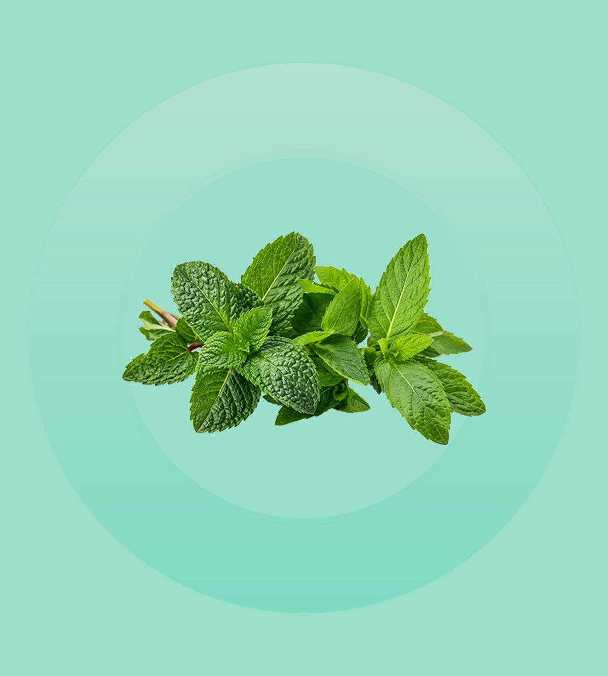 Peppermint & Spearmint