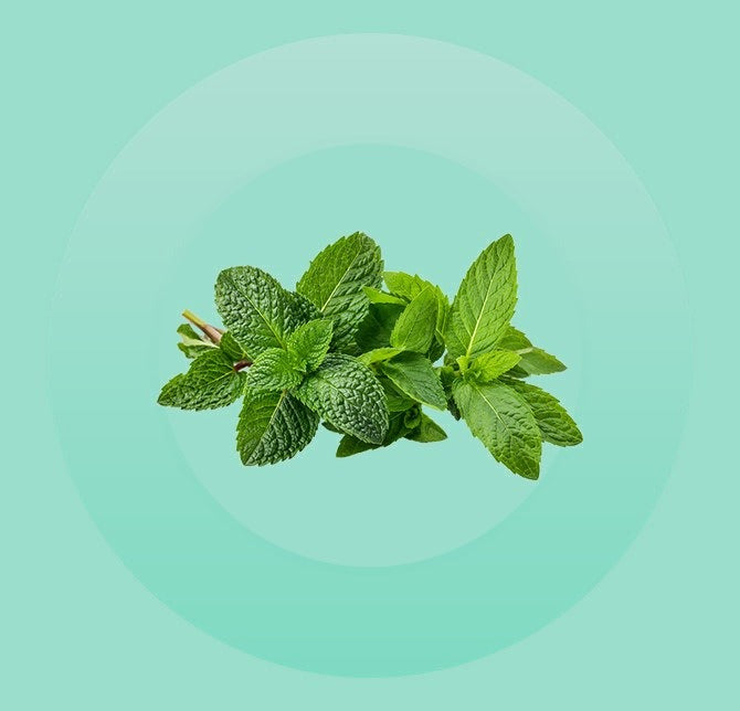 Peppermint & Spearmint