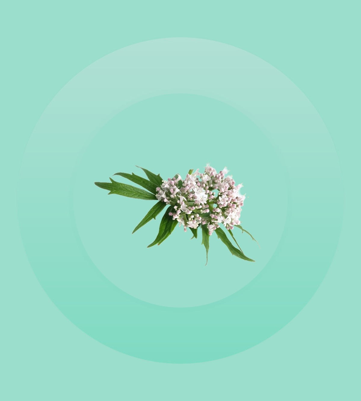 Valerian Extract