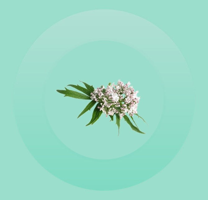 Valerian Extract